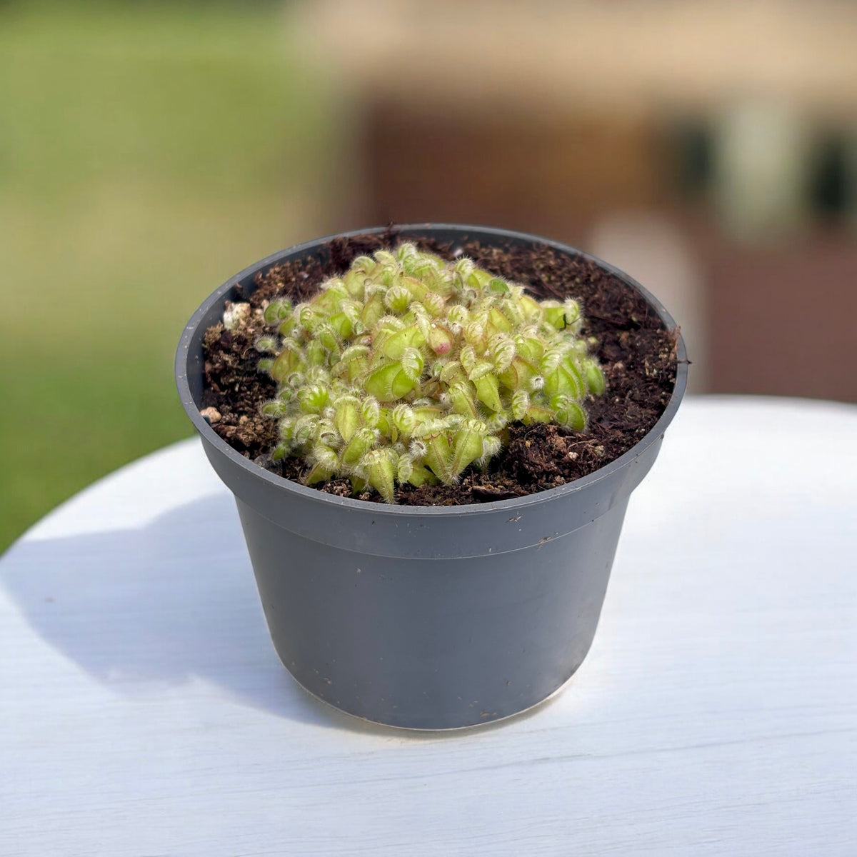 Carnivorous Plant Cephalotus follicularis (baby plant)