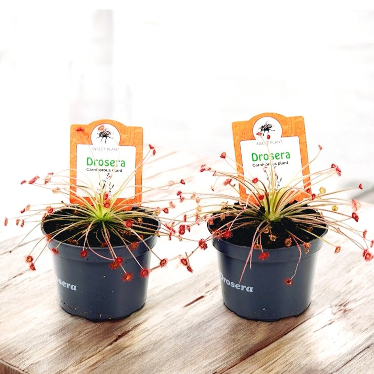 Drosera paradoxa - Roua cerului