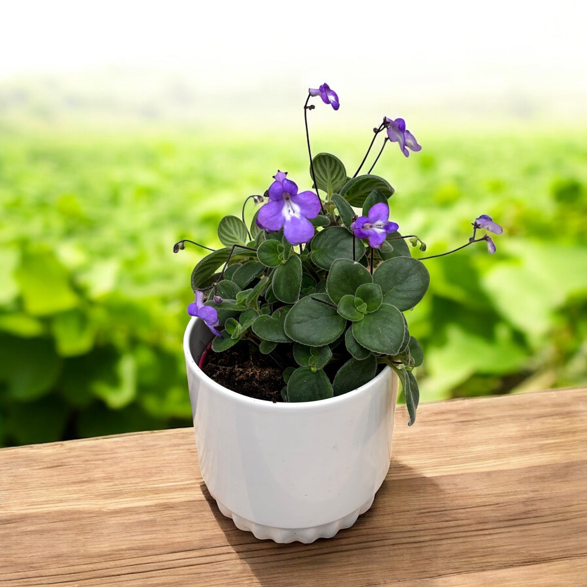 Streptocarpus saxorum - Streptocarpella (hängende Pflanze)