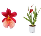Burrageara Nelly Isler 'Swiss Beauty' - intensiv duftende Blumen