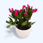 Schlumbergera 'Thor Wild Cactus Pink'