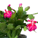 Schlumbergera 'Thor Wild Cactus Pink'