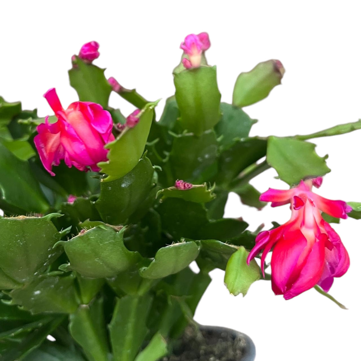 Schlumbergera 'Thor Wild Cactus Pink'