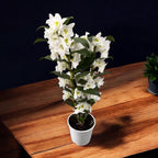 Dendrobium nobile Apollon (flori parfumate)