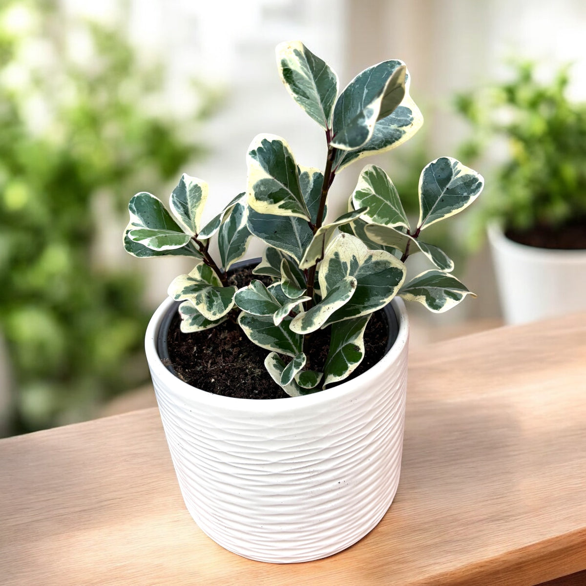 Ficus triangularis Sweetheart variegata - frunzis in forma de inima, cu variegatie eleganta