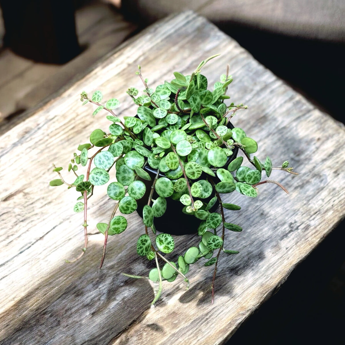 Peperomia prostrata Baby Plant – String of Turtles, miniature trailing plant