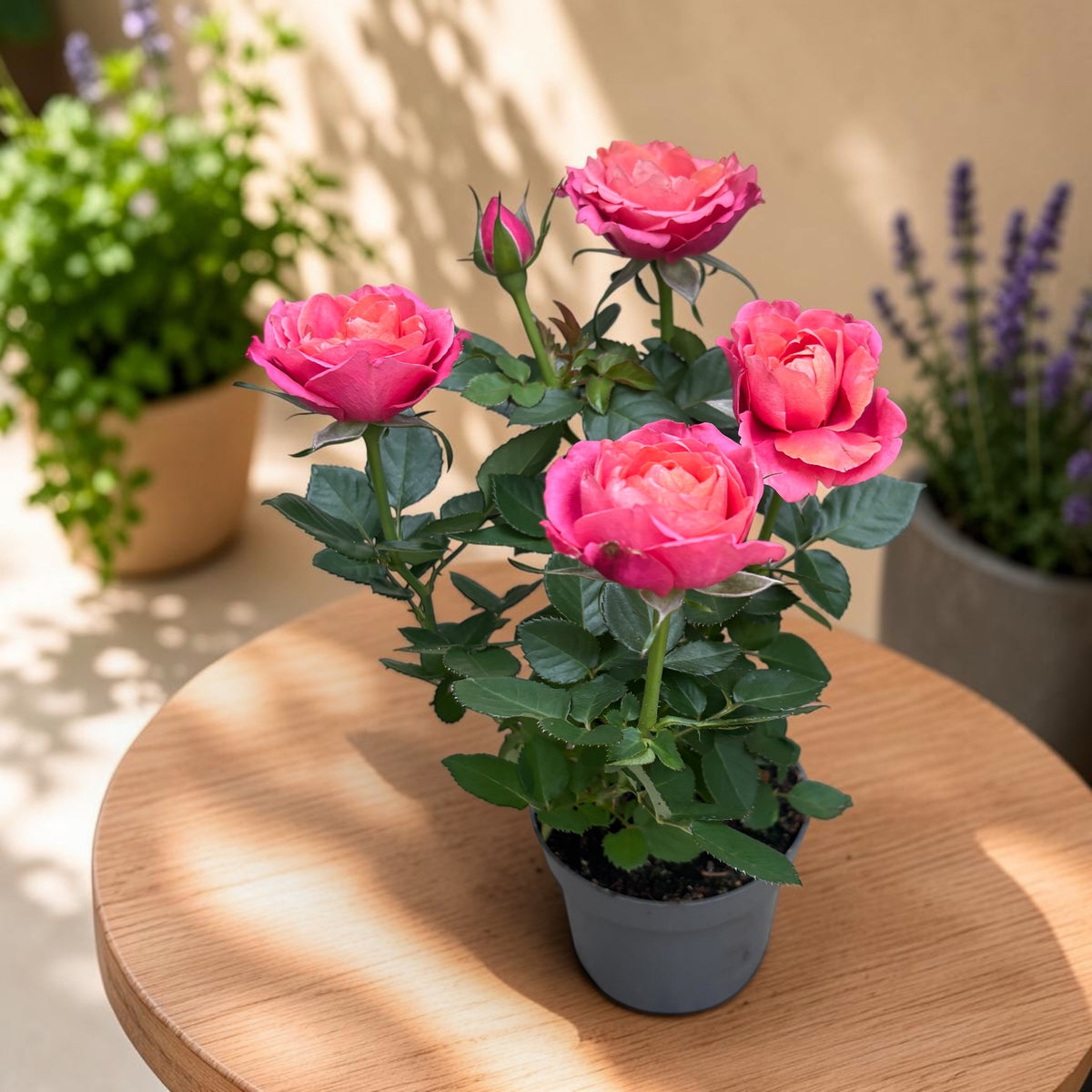 Rosa Kordana® Grande ‘Magma’ – trandafir pitic cu flori mari