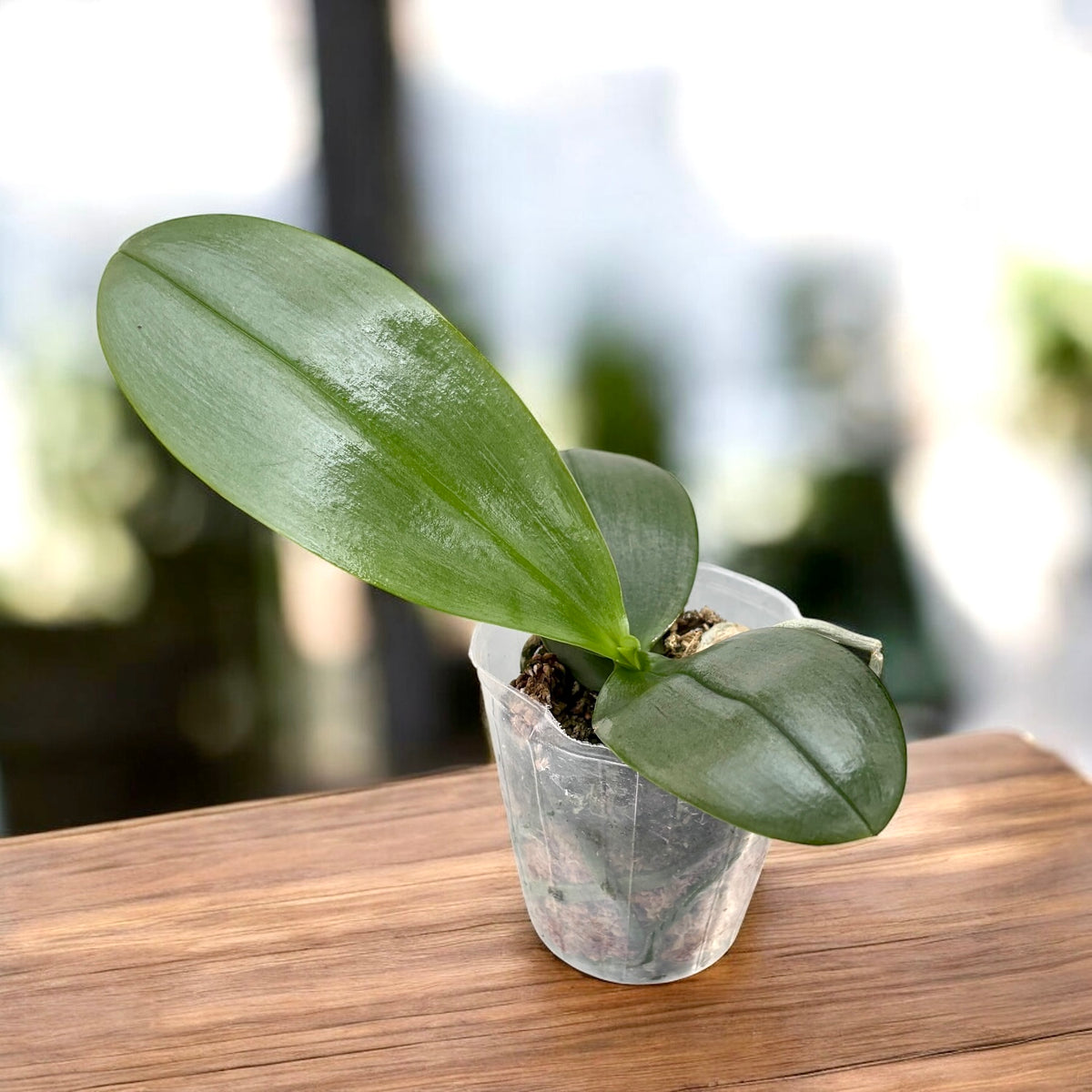 Phalaenopsis Formosa Sweet Memory (Timothy Christopher × bellina) - flori parfumate
