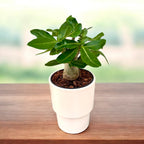 Adenium arabicum - le rosier du désert avec un caudex impressionnant et des fleurs exotiques