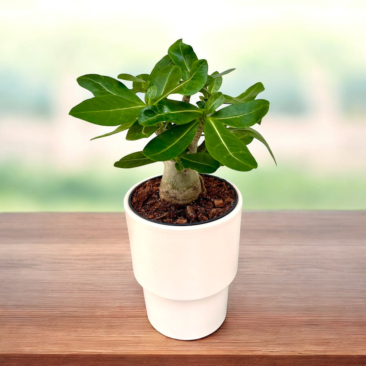 Adenium arabicum -  trandafirul desertului cu caudex impresionant si flori exotice