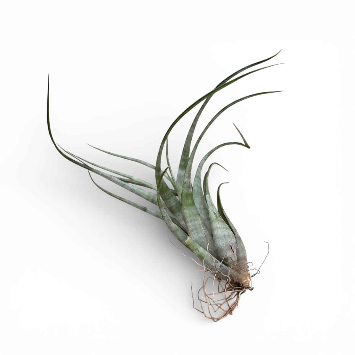 Tillandsia flexuosa (Suriname) – exotic air plant with twisted leaves and sculptural look