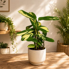Ctenanthe lubbersiana ‘Golden Mosaic’ - striking decorative foliage, easy to maintain