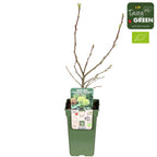 Edible chestnut - Castanea sativa (Sweet Chestnut) D9