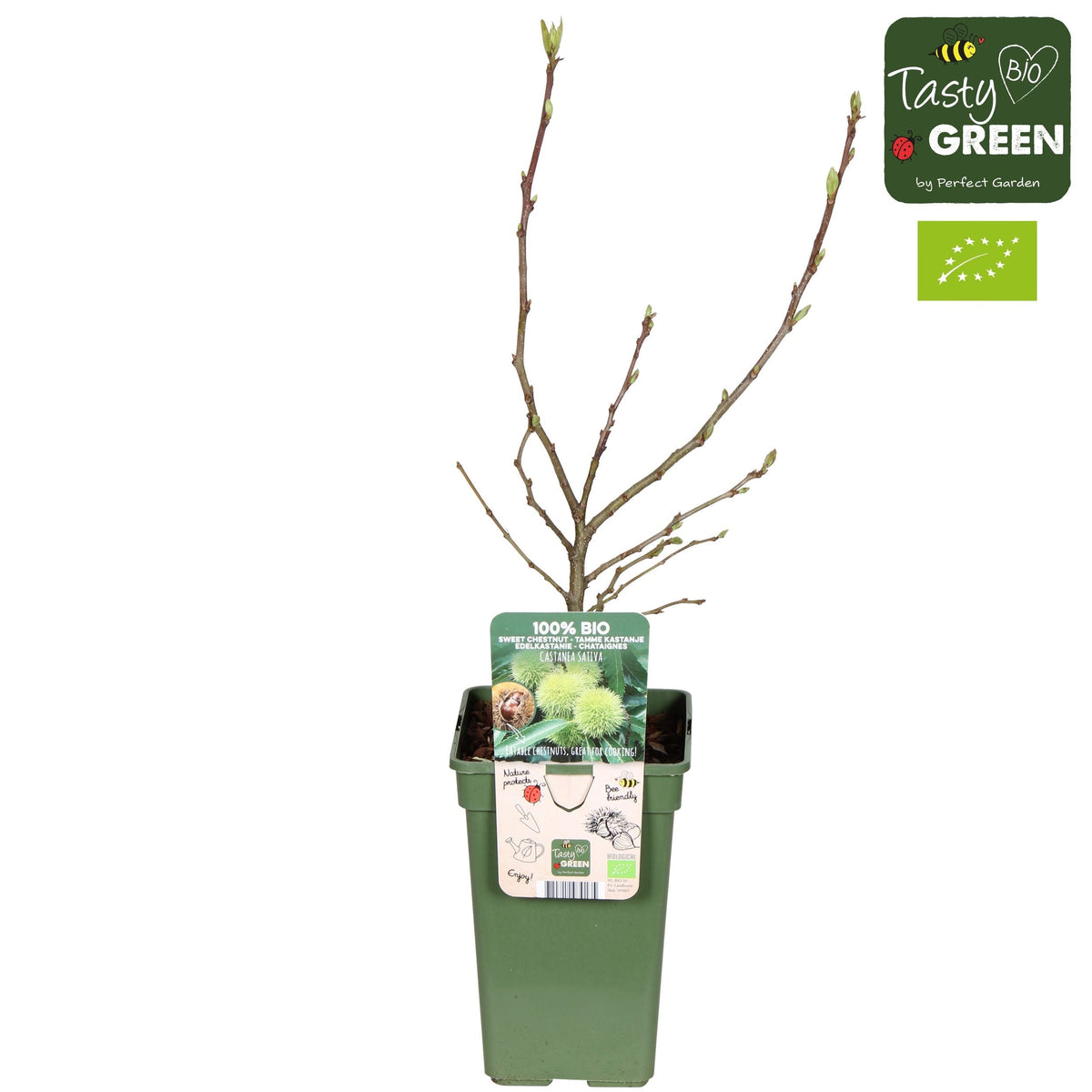 Edible chestnut - Castanea sativa (Sweet Chestnut) D9