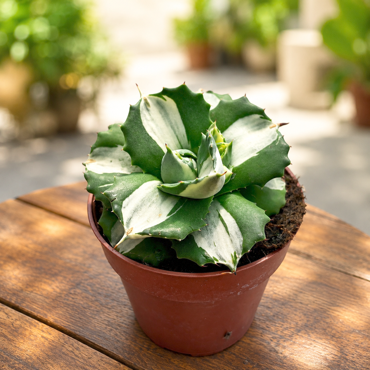 Agave potatorum ‘Ouhi-Raijin’ variegata - compact agave with artistic variegated foliage