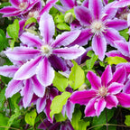 Clematite - Clematis 'Dr. Ruppel'