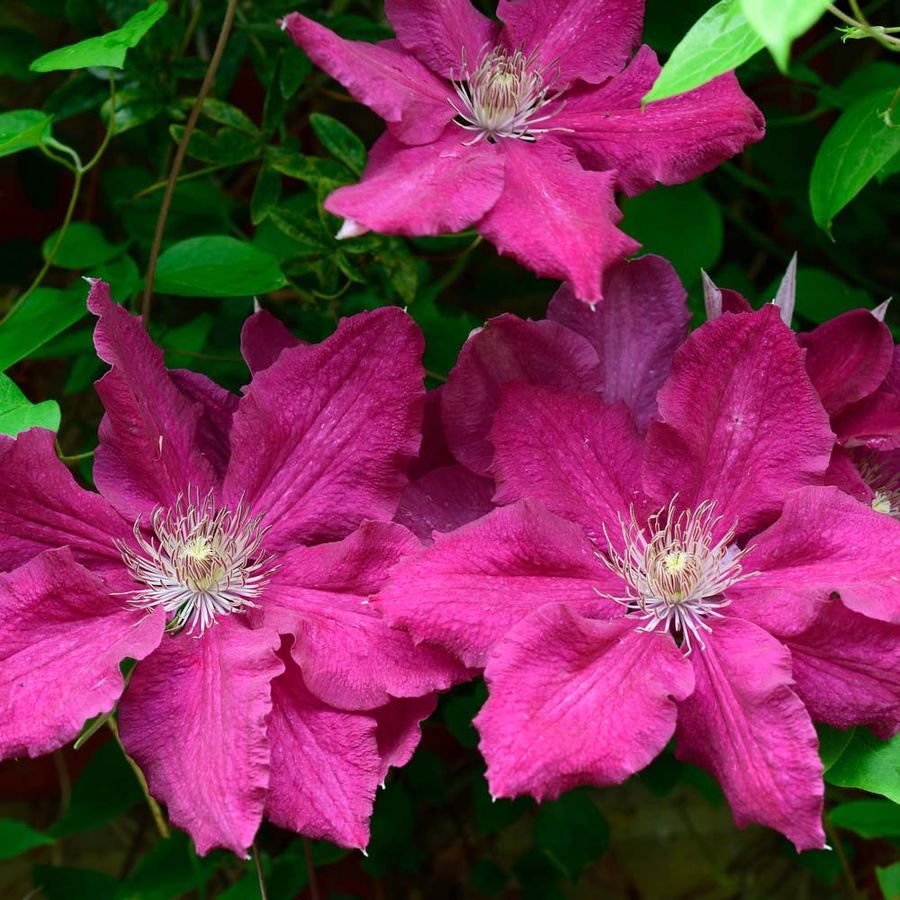 Clematite - Clematis 'Ernest Markham'