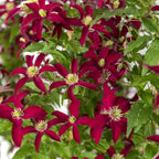 Clematis viticella 'Glorious Red' (Zo23015)