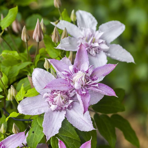 Clematis 'Multi Pink' - large double pink flowers (Early Large-flowered Group)