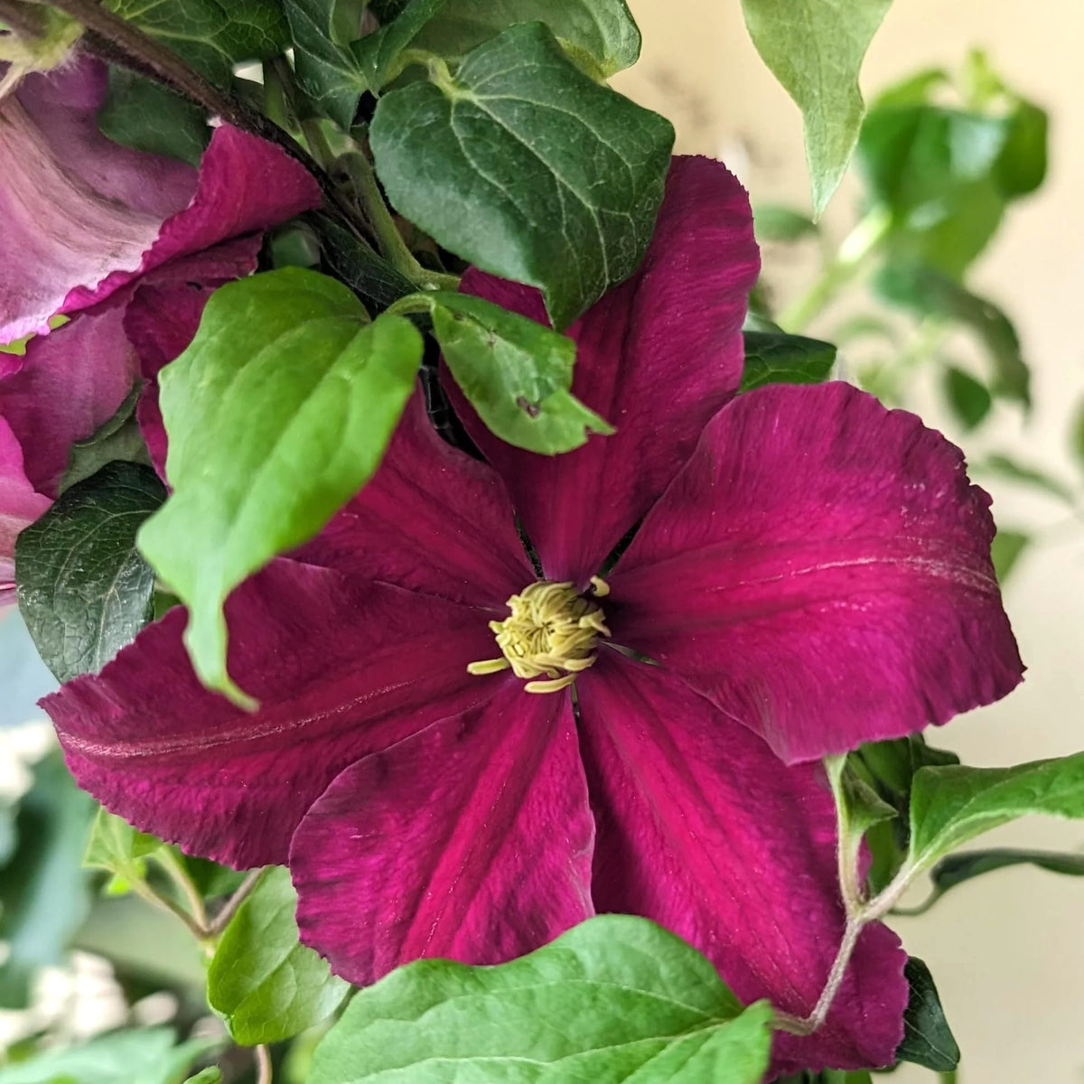 Clematite premiate cu inflorire abundenta - Clematis 'Niobe' (Late Large-flowered Group)