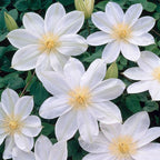 Clematite cu flori mari - Clematis 'Wada's Primrose' (Late Large-flowered Group)