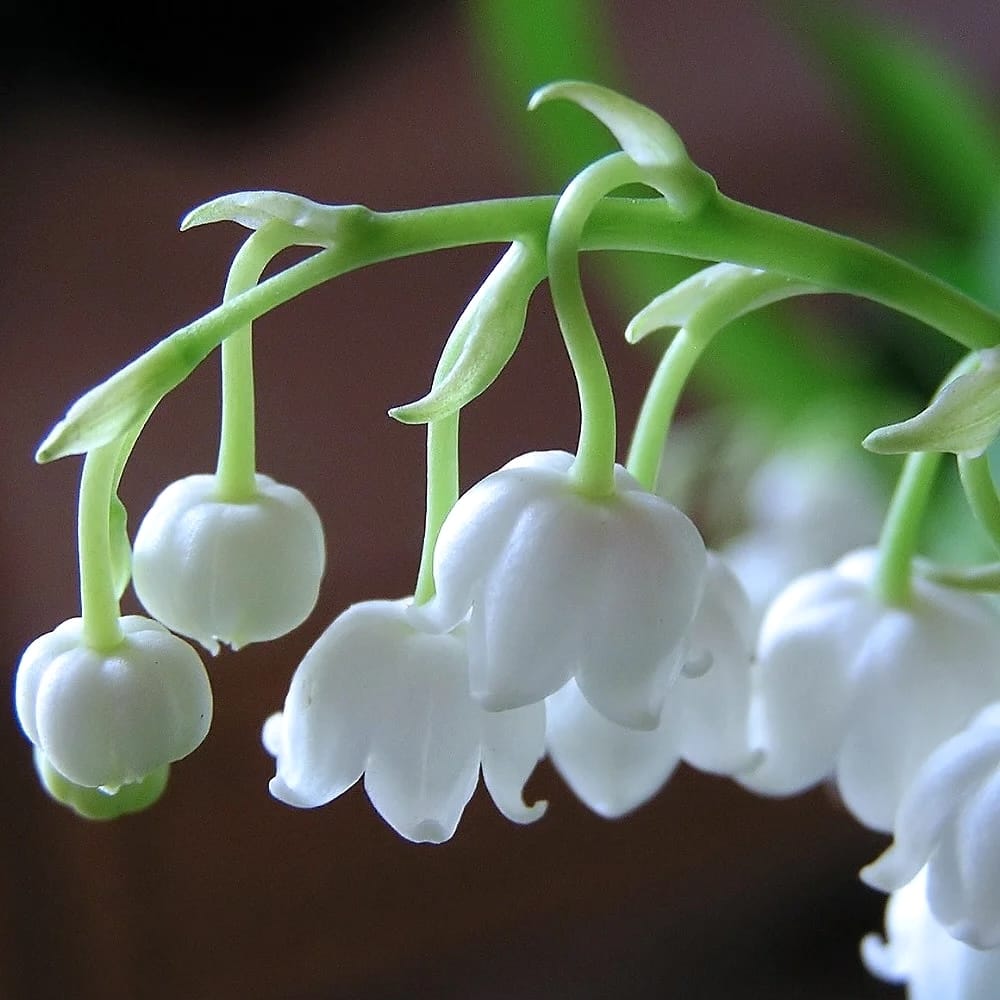 Lacramioare cu flori mari - Convallaria majalis 'Bordeaux' (Margaritar, Lily of the Valley)