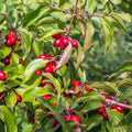 Cornus mas 'Jolico' (Cornelian cherry 'Jolico')