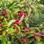 Cornus mas 'Jolico' (Cornelian cherry 'Jolico')