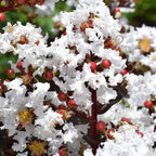 Lagerstroemia indica 'Lunar Magic' (Crapemyrtle) - Liliac indian