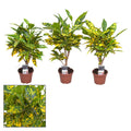 Codiaeum Variegatum Gold Dust (baby plant)