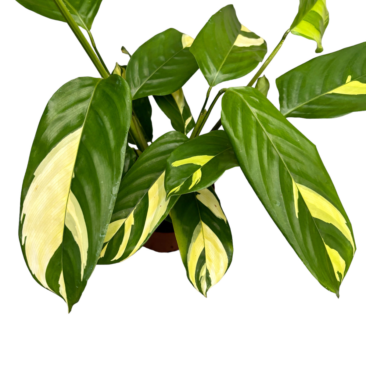 Ctenanthe lubbersiana ‘Golden Mosaic’