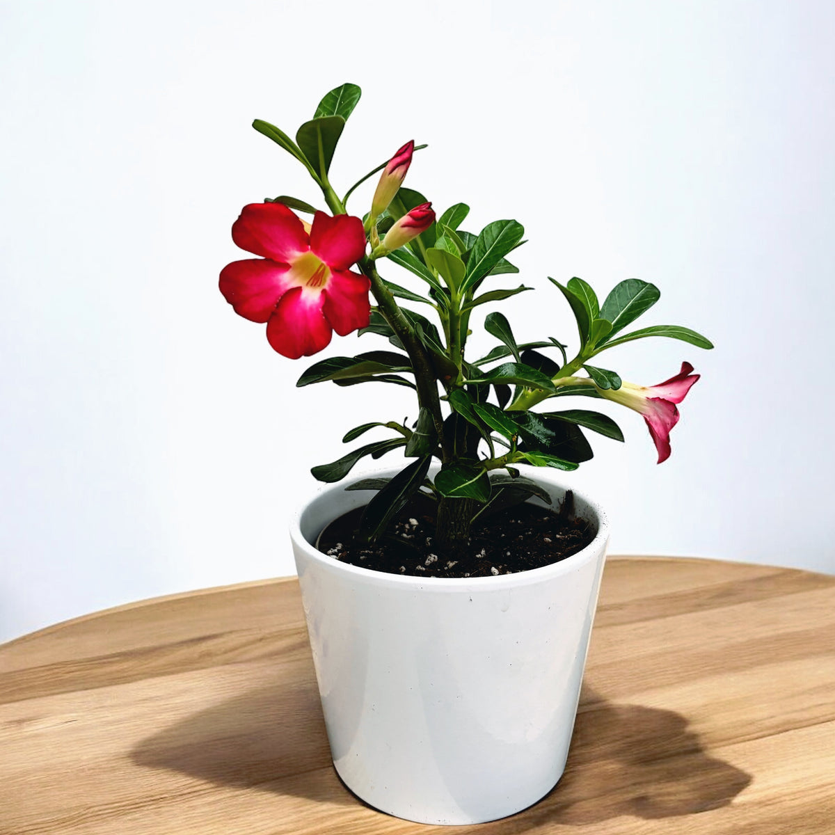 Adenium obesum ‘Anouk’ – Trandafirul desertului cu flori spectaculoase
