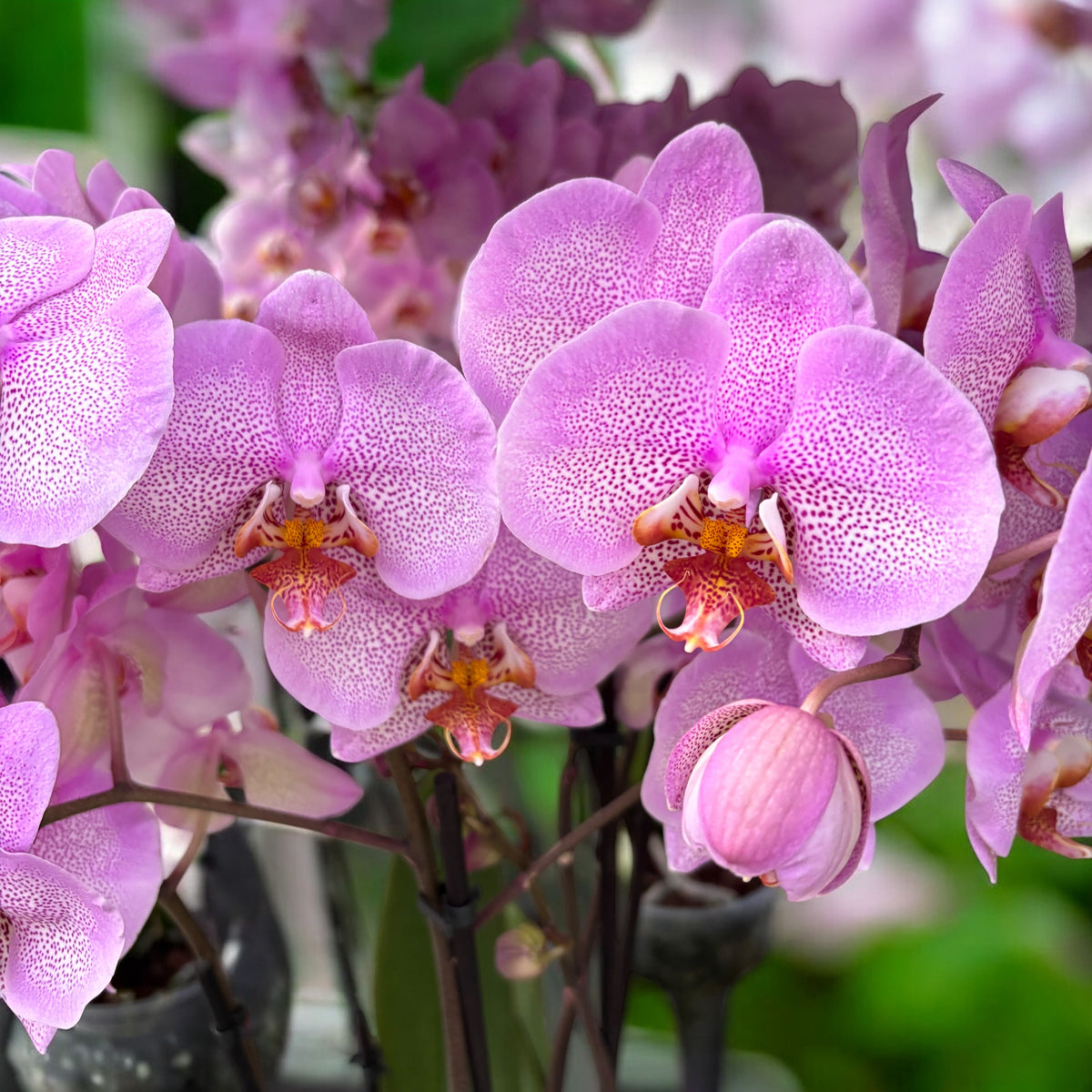 Phalaenopsis Formation D12 - marbled leaves