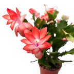 Schlumbergera ‘Orange Flame’ (Craciunita) - exemplare XL