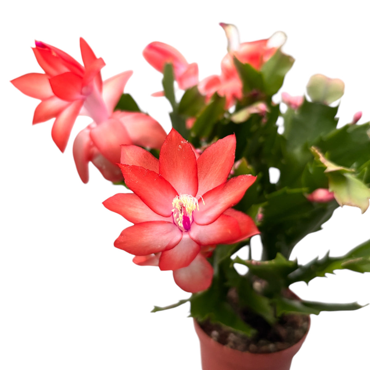 Schlumbergera ‘Orange Flame’ (Craciunita) - exemplare XL