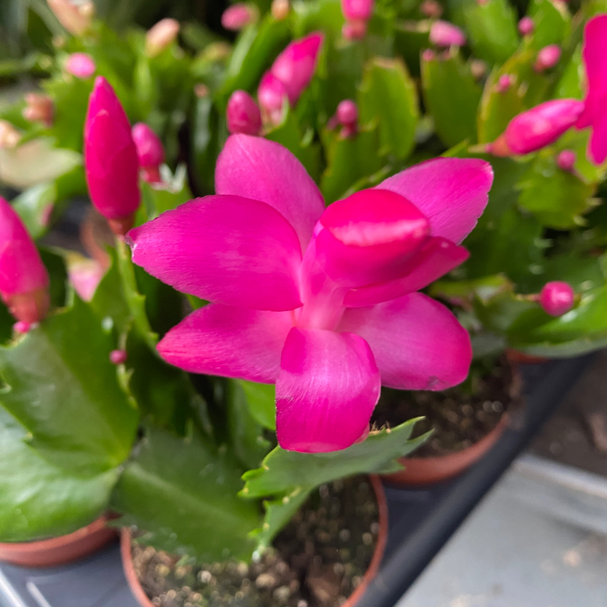 Schlumbergera 'Purple Brazil' (Cyclamen Christmas Cactus)