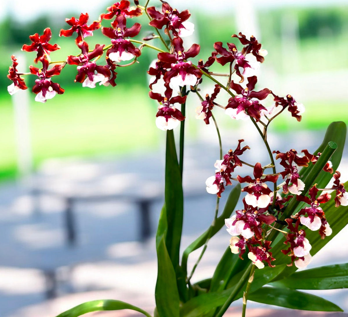 Oncidium Sharry Baby - Sweet Chocolate Fragrance (flori intens parfumate)