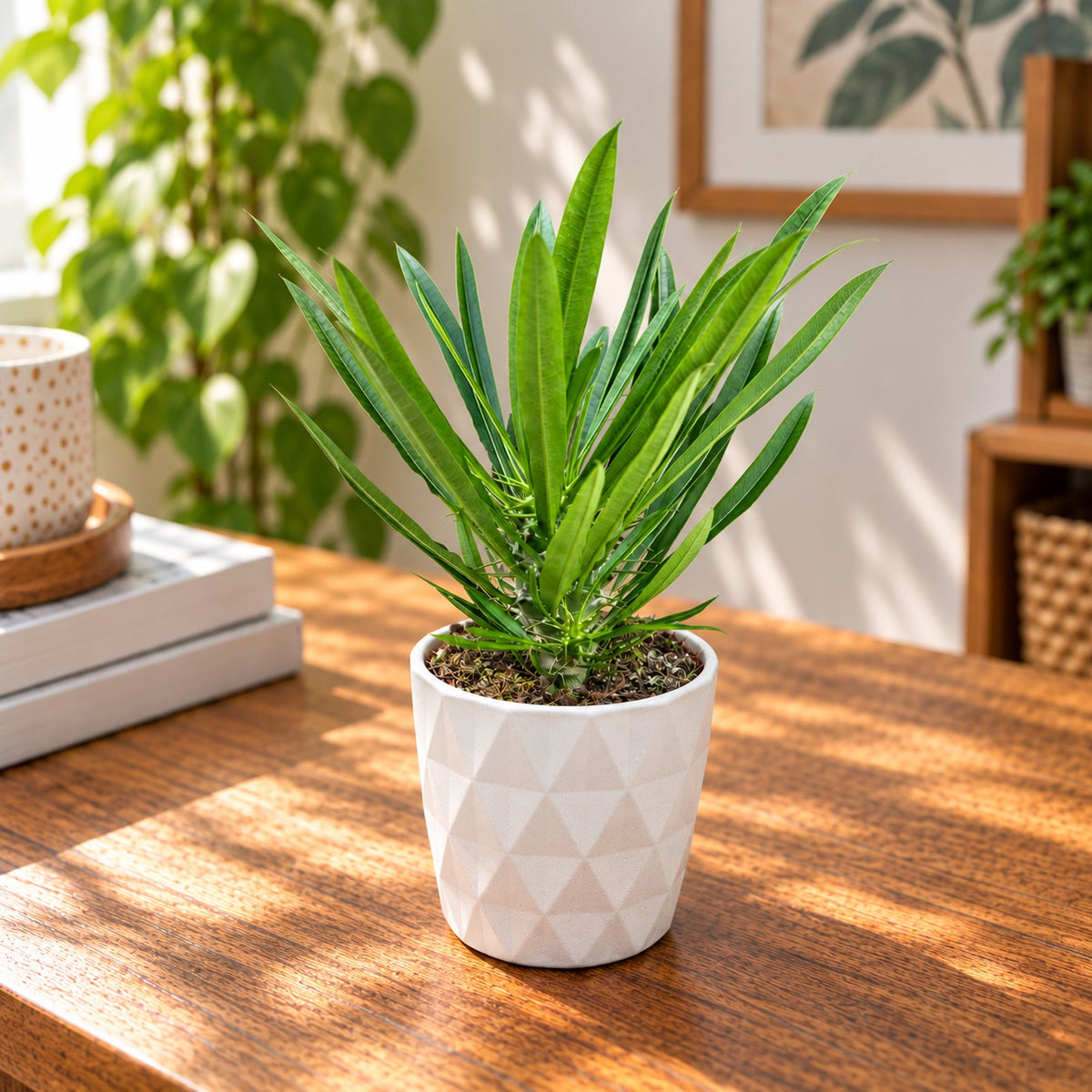 Pachypodium lamerei - palmierul de Madagascar cu aspect exotic si rezistenta ridicata