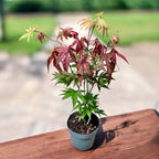 Acer palmatum 'Atropurpureum' (Artar japonez rosu)