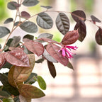 Loropetalum chinense ‘Fire Dance’ - shrub with purple foliage and vibrant pink flowers