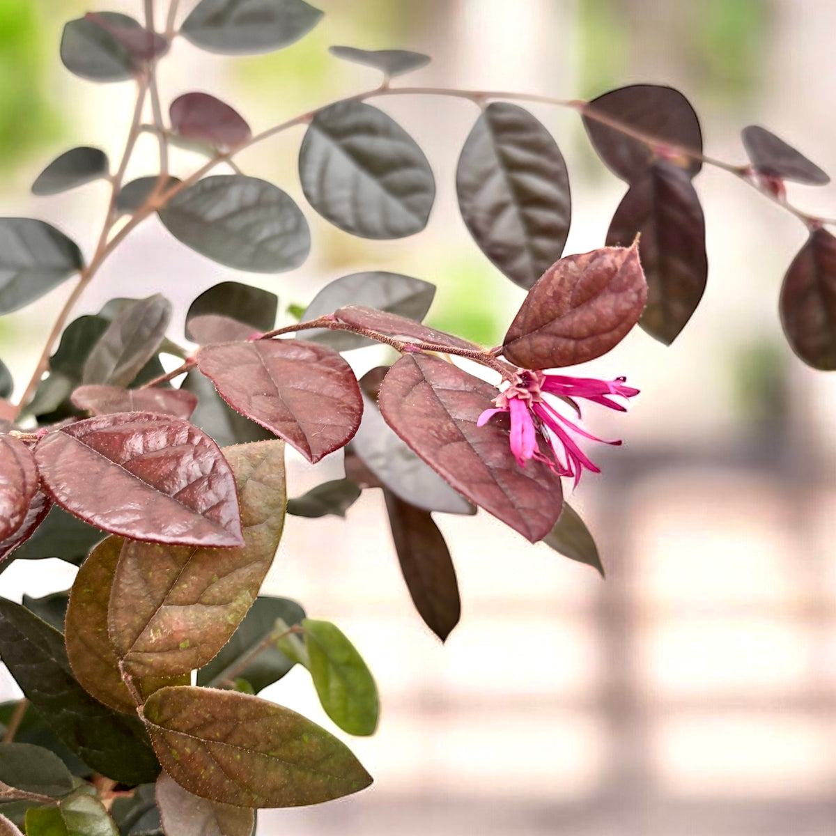 Loropetalum chinense ‘Fire Dance’ - shrub with purple foliage and vibrant pink flowers