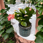 Schlumbergera ‘Thor Freya’ (Christmas Cactus) 2pp