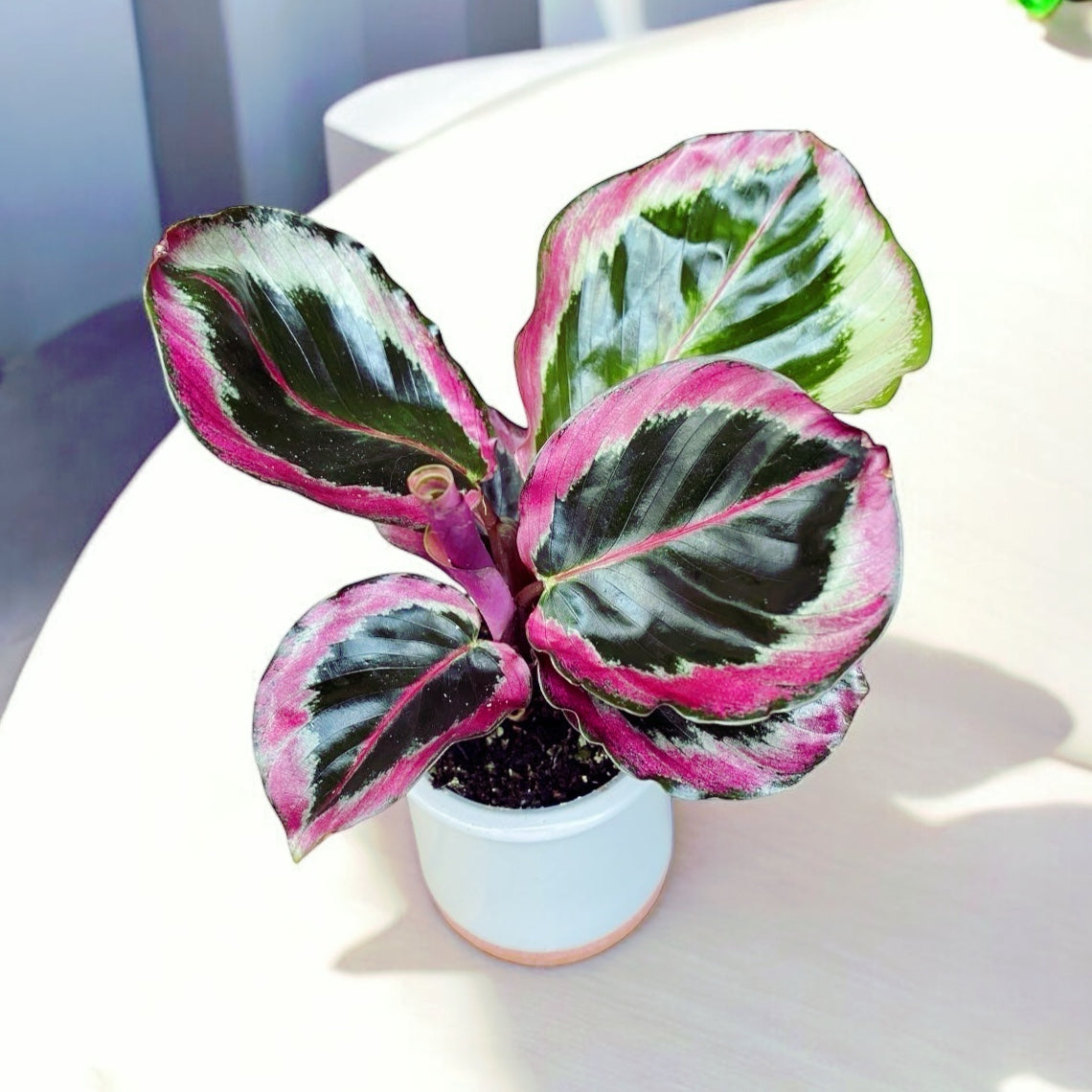 Calathea roseopicta ‘Surprise Star’ - babyplant