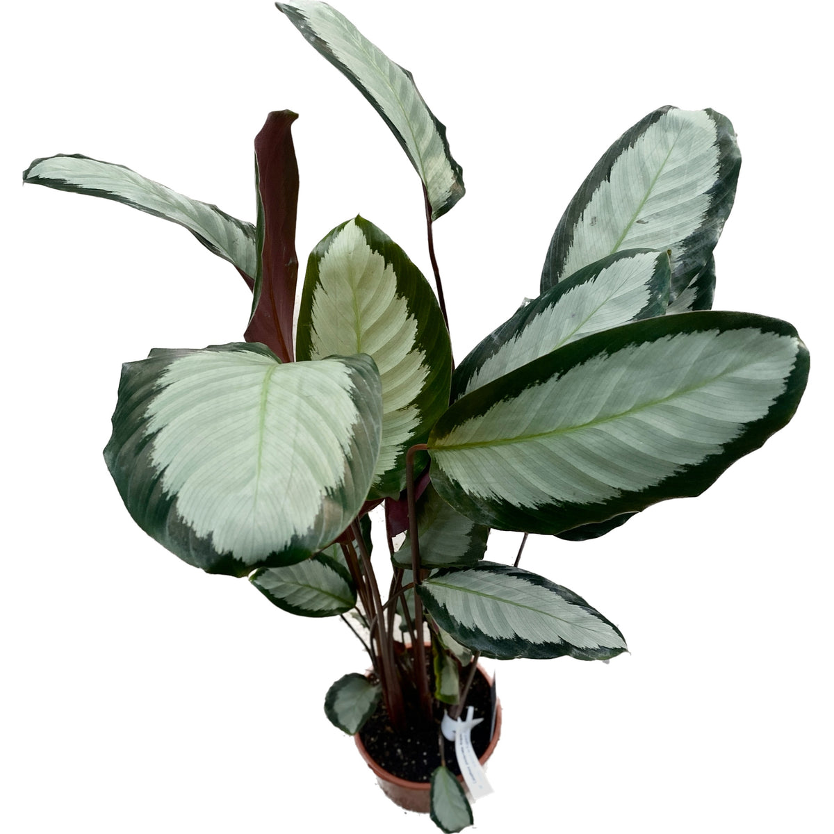 Calathea picturata Argentea H65cm