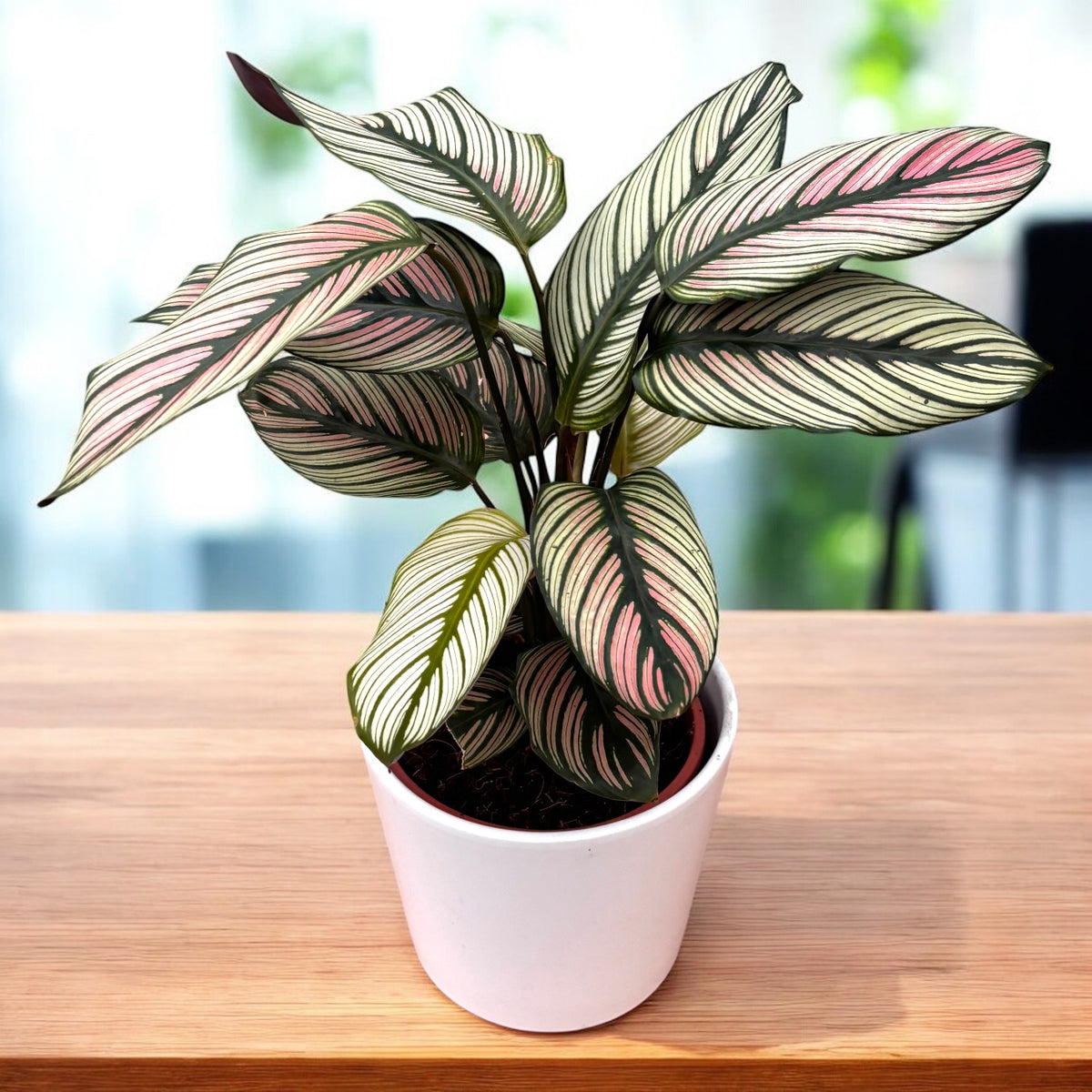 Calathea majestica ‘White Star’ – planta decorativa cu frunze spectaculoase alb-verzui