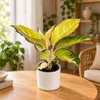 Aglaonema Gold
