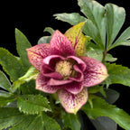 Helleborus orientalis ‘Double Ellen Pink’ (Spanz) D12