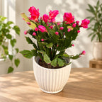Schlumbergera 'Thor Wild Cactus Red’