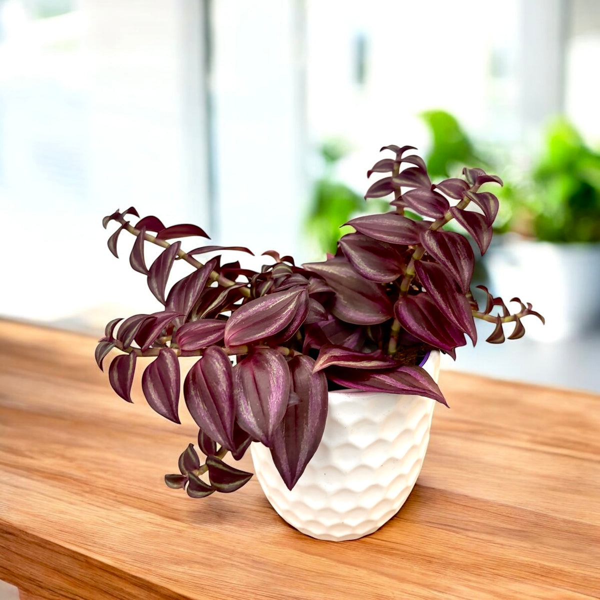 Tradescantia zebrina ‘Purple Passion’ - planta curgatoare cu frunzis violet