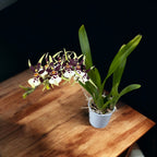 Oncidium (Cyrtocidium) Holm’s Wizard var. #11 - intensely fragrant